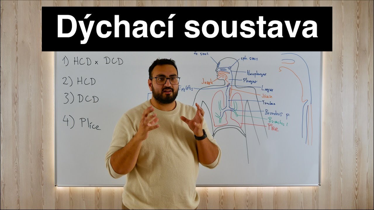 Anatomie Dýchací soustavy ...Polopaticky