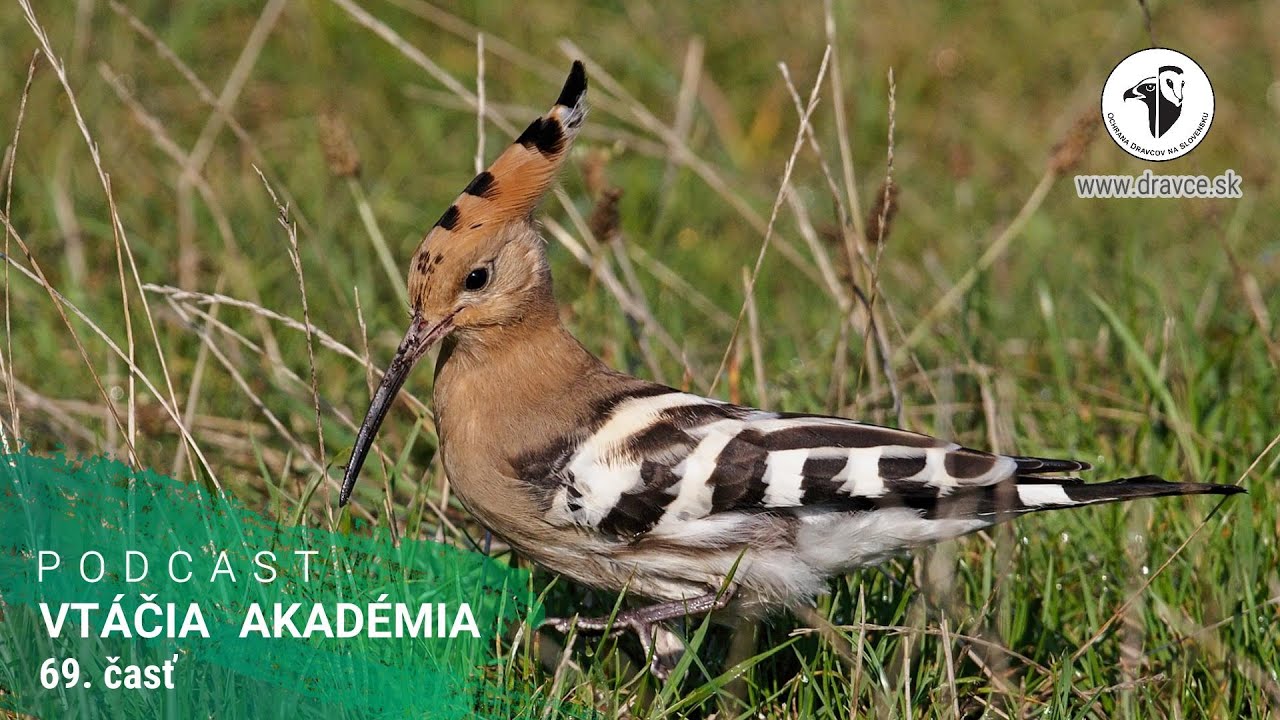 Vtáčia akadémia: Prečo vtáky menia svoje pohlavie?