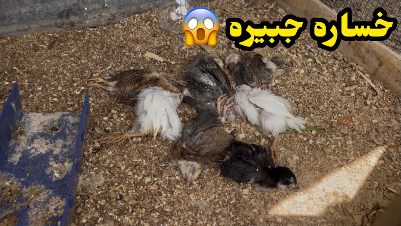 ماتن الكتاكيت🐥خليت الفروجات بل محميه👍