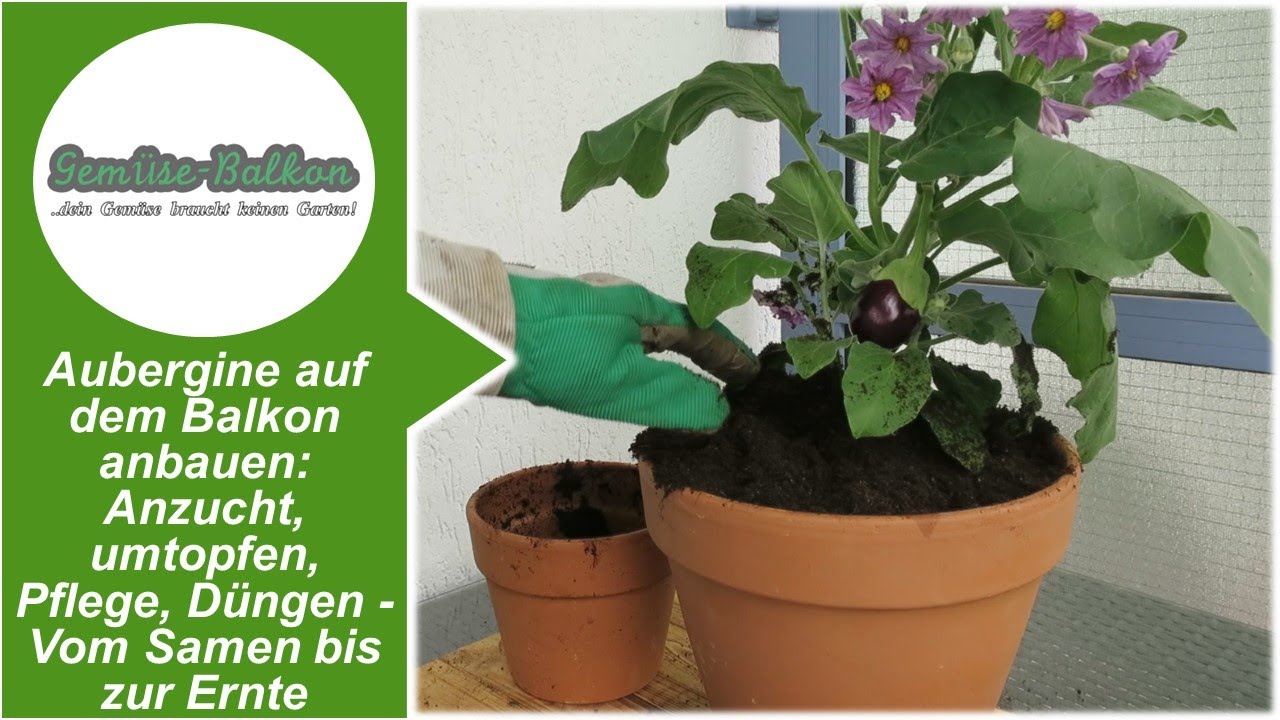 Aubergine 🍆 auf dem Balkon anbauen Anzucht 🌱, umtopfen, Pflege ❤️, Düngen Vom Samen bis zur Ernte 🤏