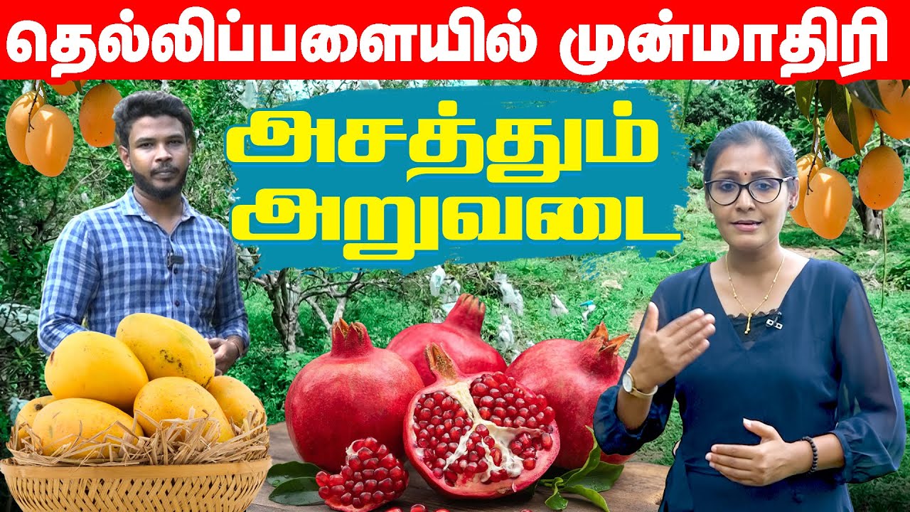 தெல்லிப்பளையில் அசத்தும் அறுவடை !! | Orvasanai | IBC