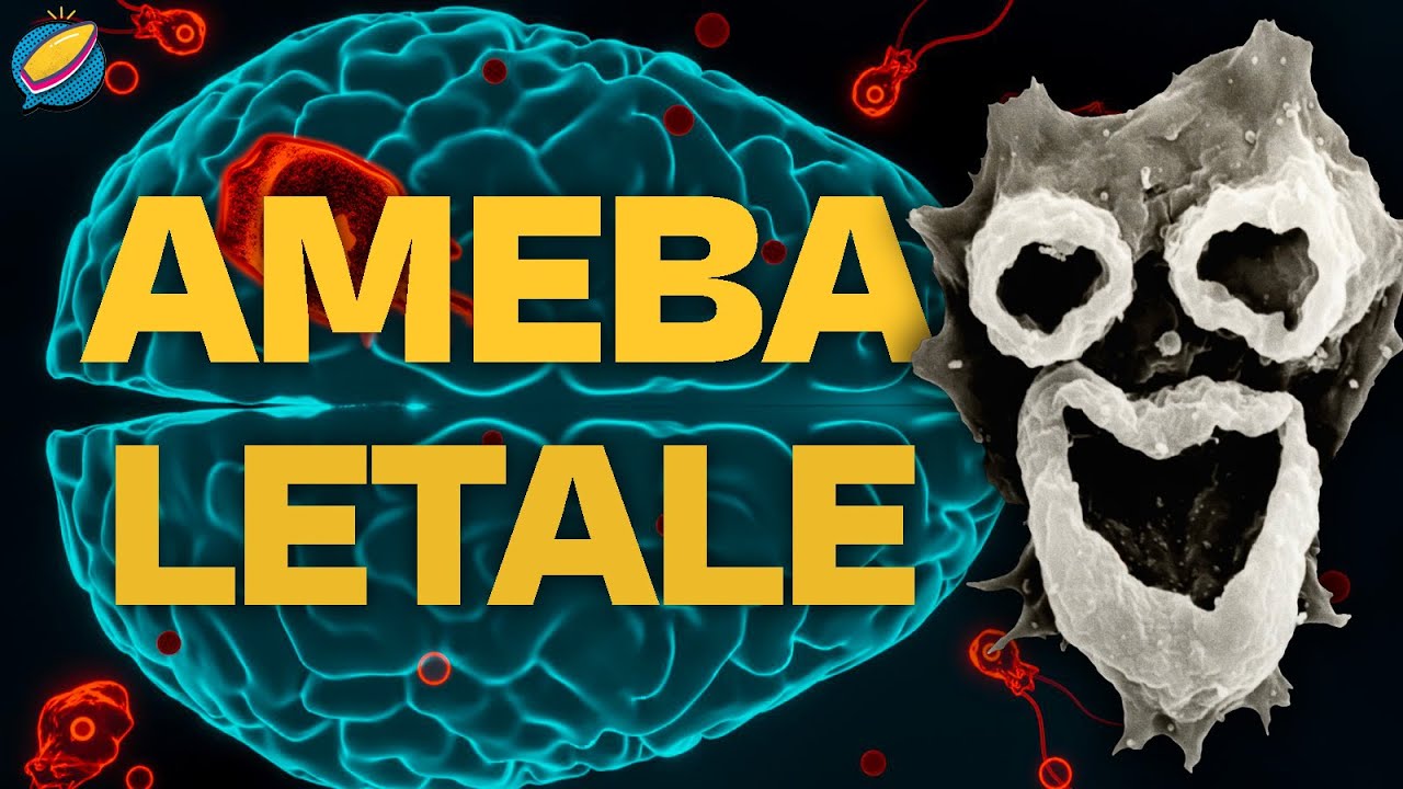 Quanto è PERICOLOSA l'Ameba MANGlA-CERVELLO? (spoiler: tantissimo)