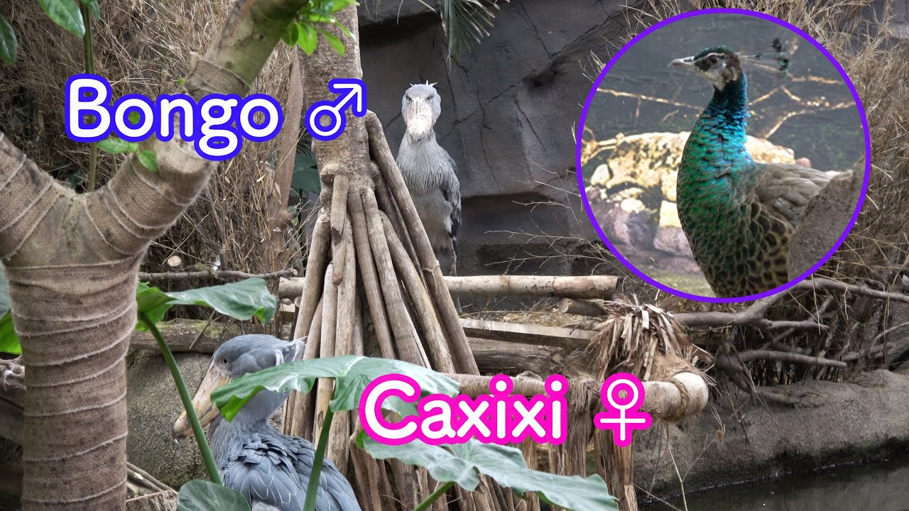 ハシビロコウのボンゴとカシシ、見守るクジャク!【Bongo in 那須 Season2】Part31  The peafowl watching over Bongo and Caxixi!