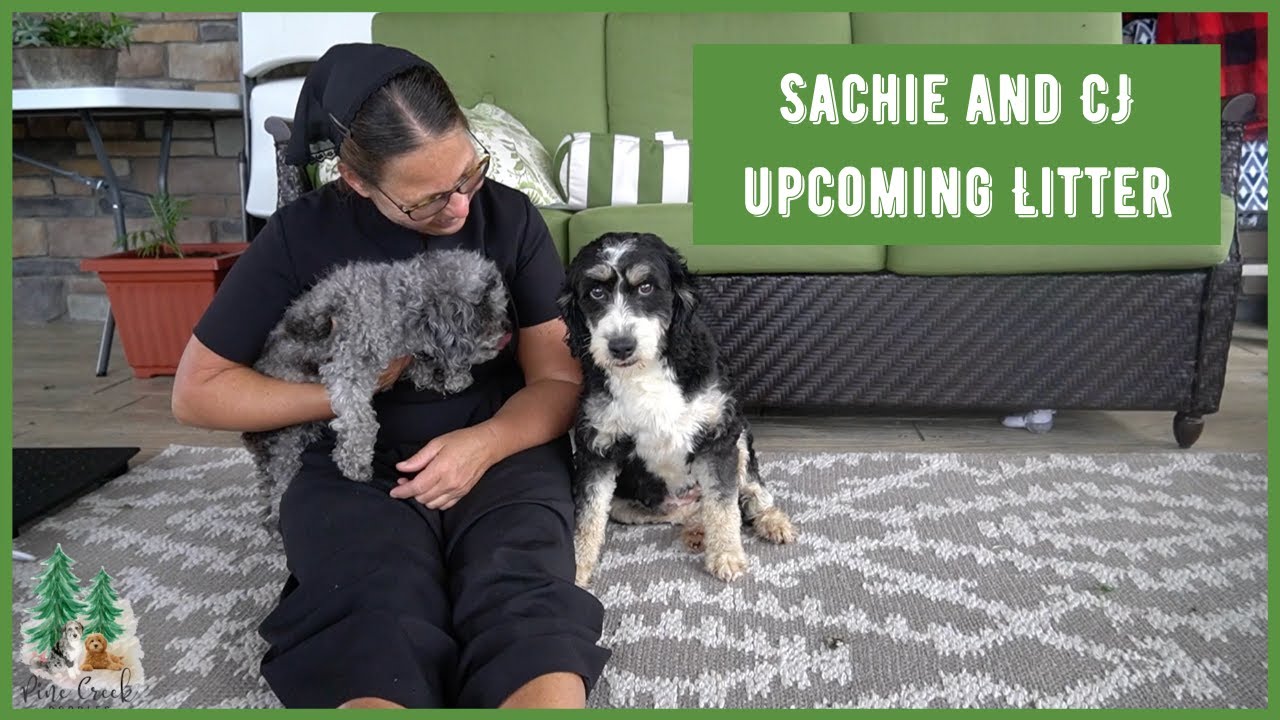 How to Breed a Mini Bernedoodle? - Upcoming Litter Info -