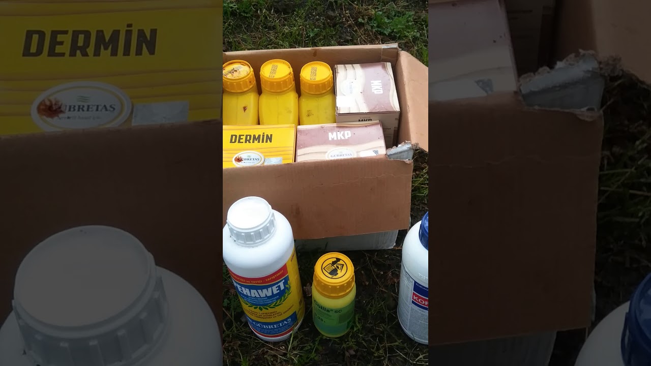 Fındıkta bahçelerinde ilk  ilaçlama