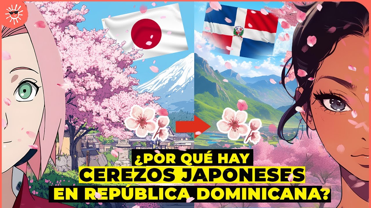 ¿Qué hacen estos árboles JAPONESES en República Dominicana?🇯🇵🇩🇴🌸Sakuras en San José de Ocoa🌸