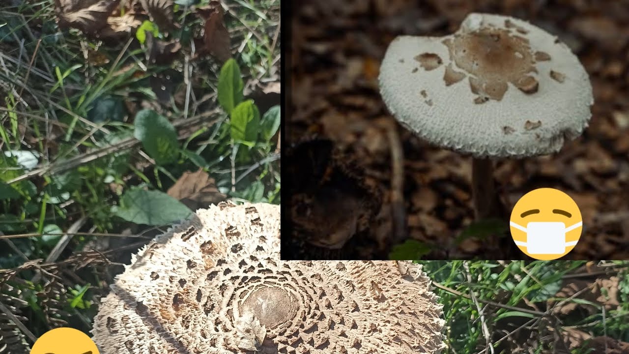 Macrolepiota Procera Mantar Şemşiye mantarı zehirlisi ile farkı