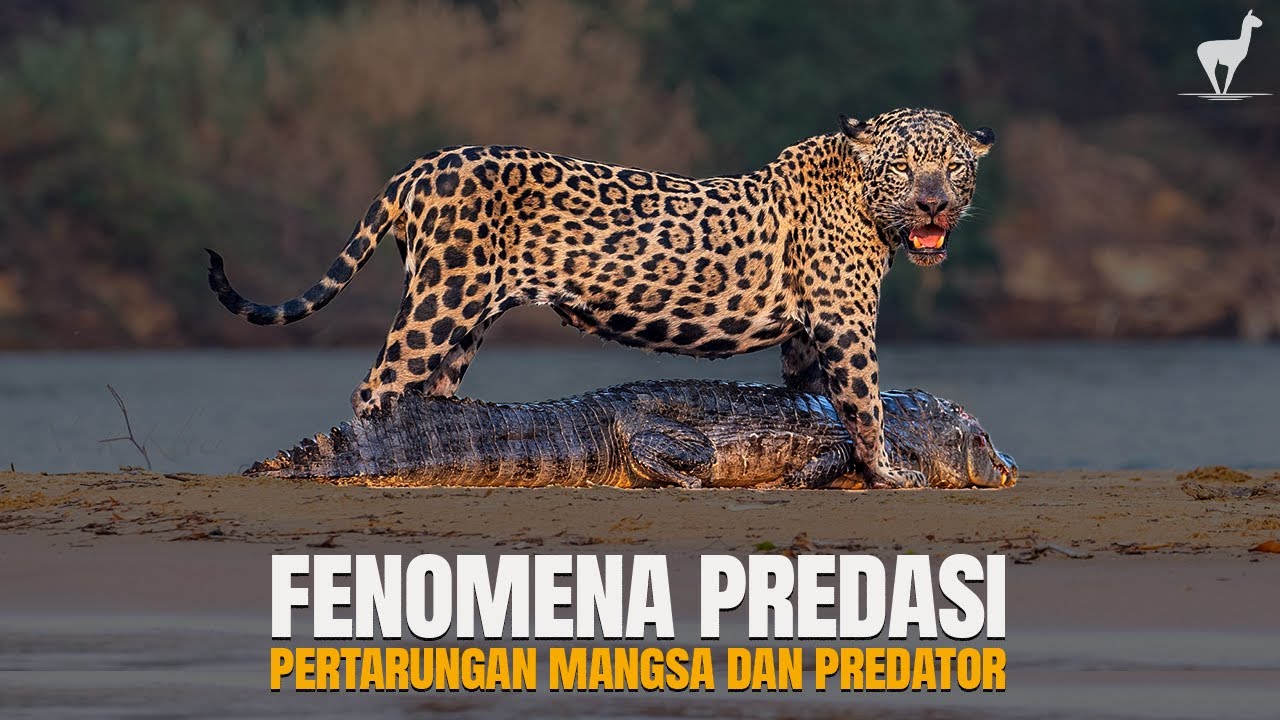 Predasi: Antara Bertahan Hidup Atau Mati