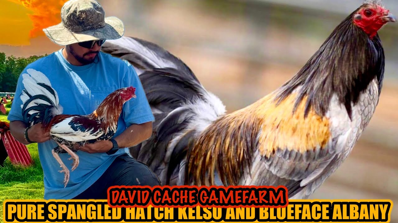 Pure Spangled Hatch Kelso And Blueface Albany | DAVID CACHE GAMEFARM