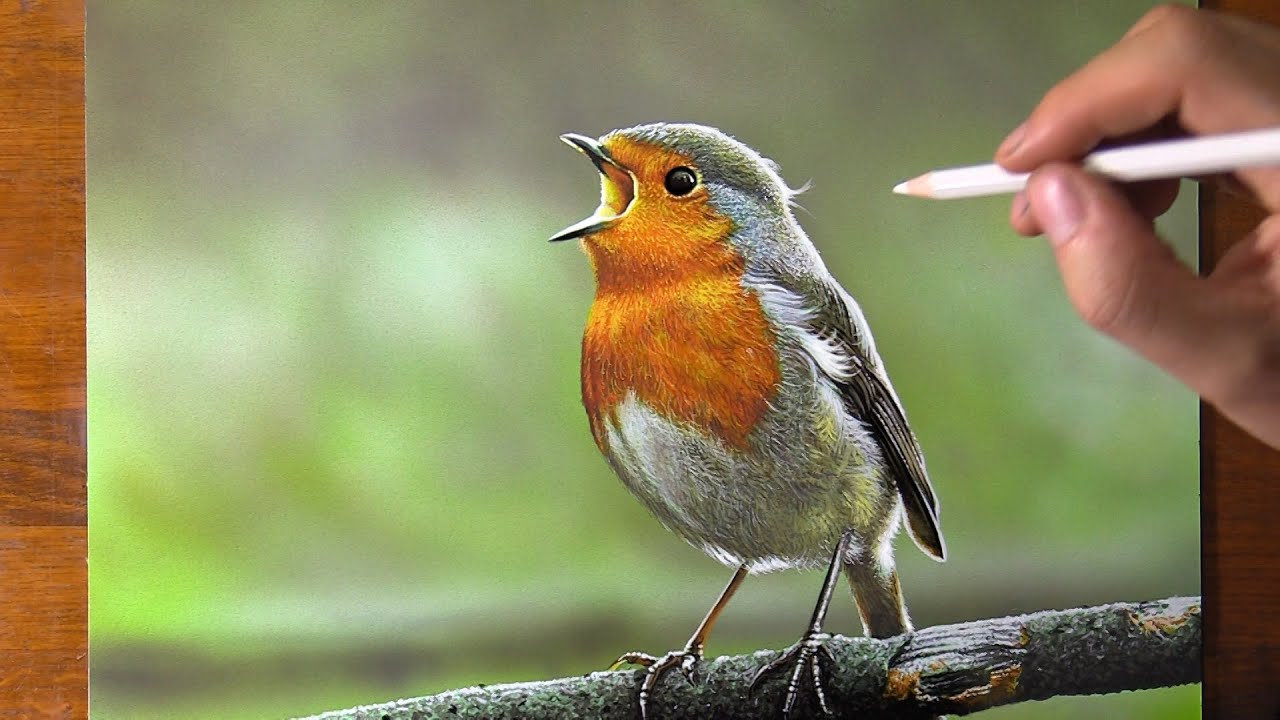 Robin Bird Drawing 😍