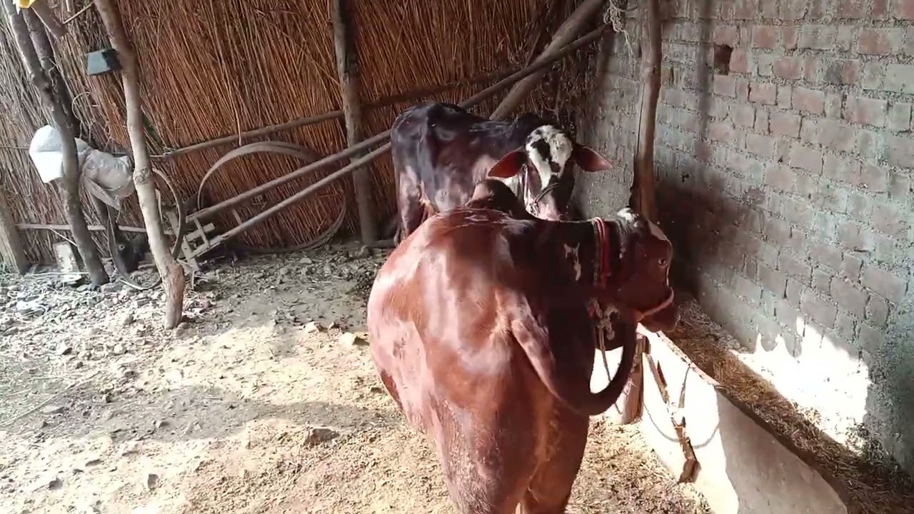 देसी नस्ल के शानदार आदन बच्चे 🙏👳