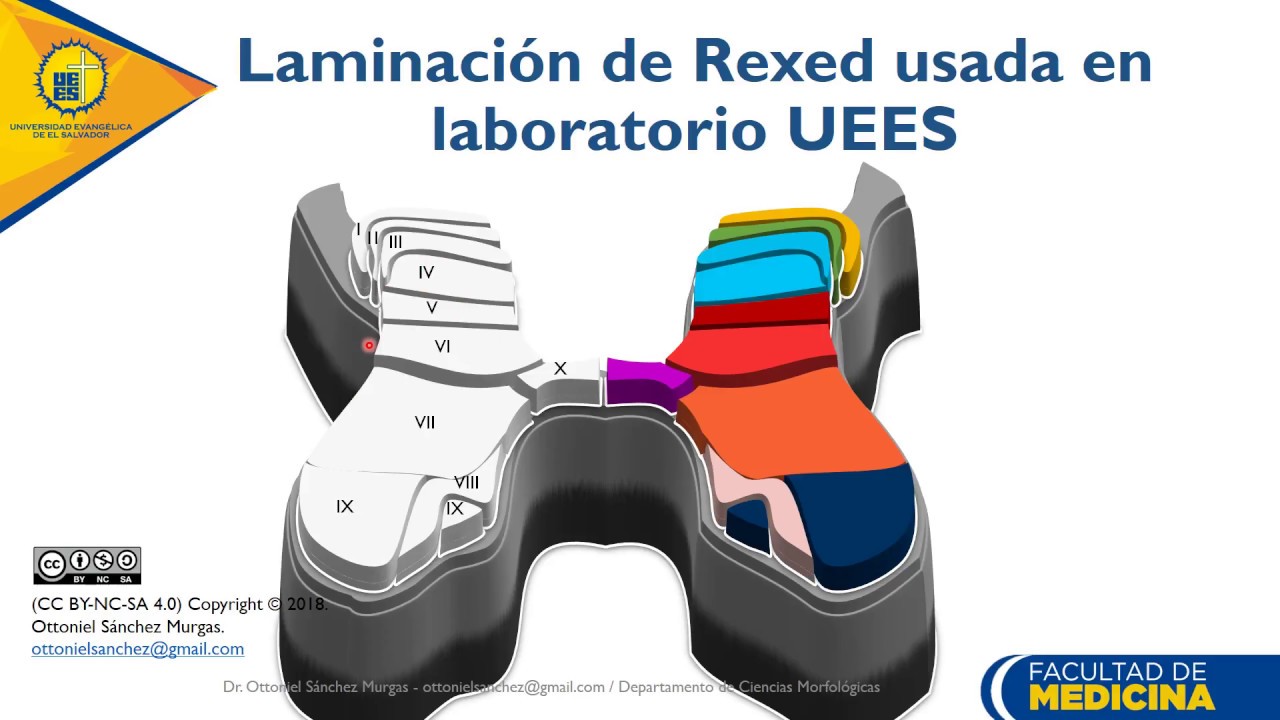 Laminación de rexed - Dr. Ottoniel Sánchez