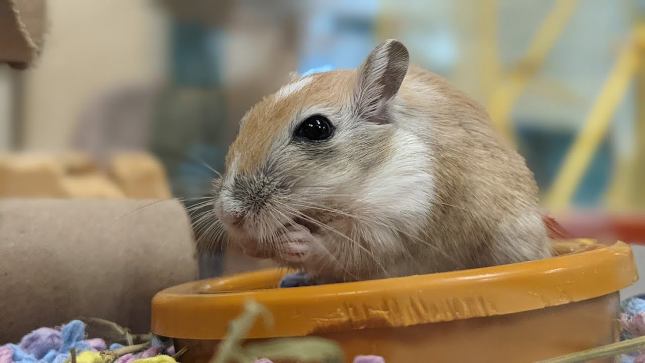 What are Gerbils like?
