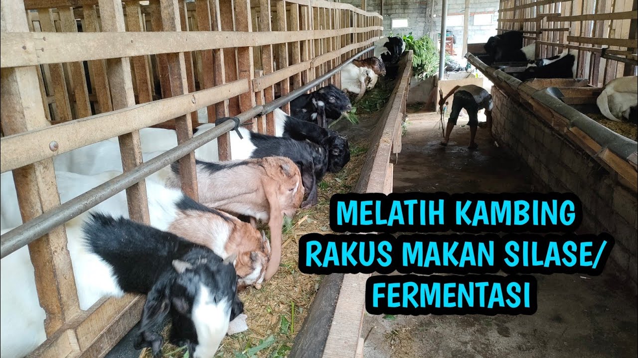 Cara mengajari kambing makan silase❗cara melatih kambing makan fermentasi