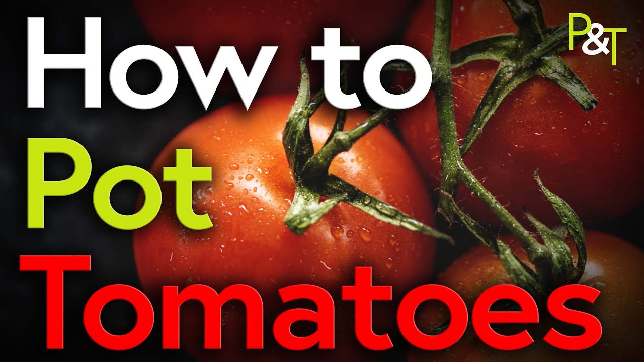 How to Pot Terrific Tomatoes for Fabulous Fruit! - Pots & Trowels