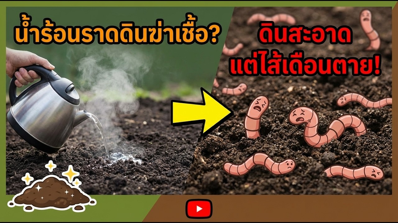 🔥 ต้มดินฆ่าเชื้อจริงไหม? ผลของน้ำร้อนต่อดินและไส้เดือน
