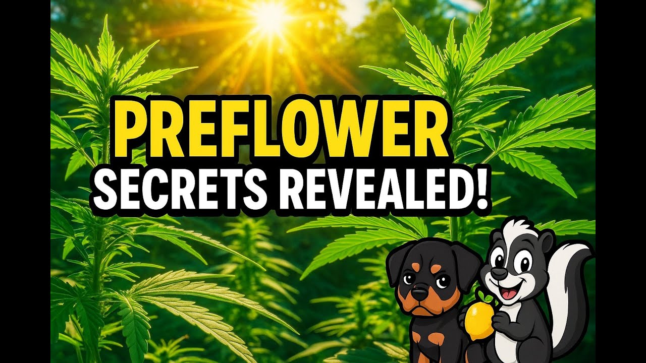 Unlock Monster Buds: Preflower Secrets for Outdoor Grows!