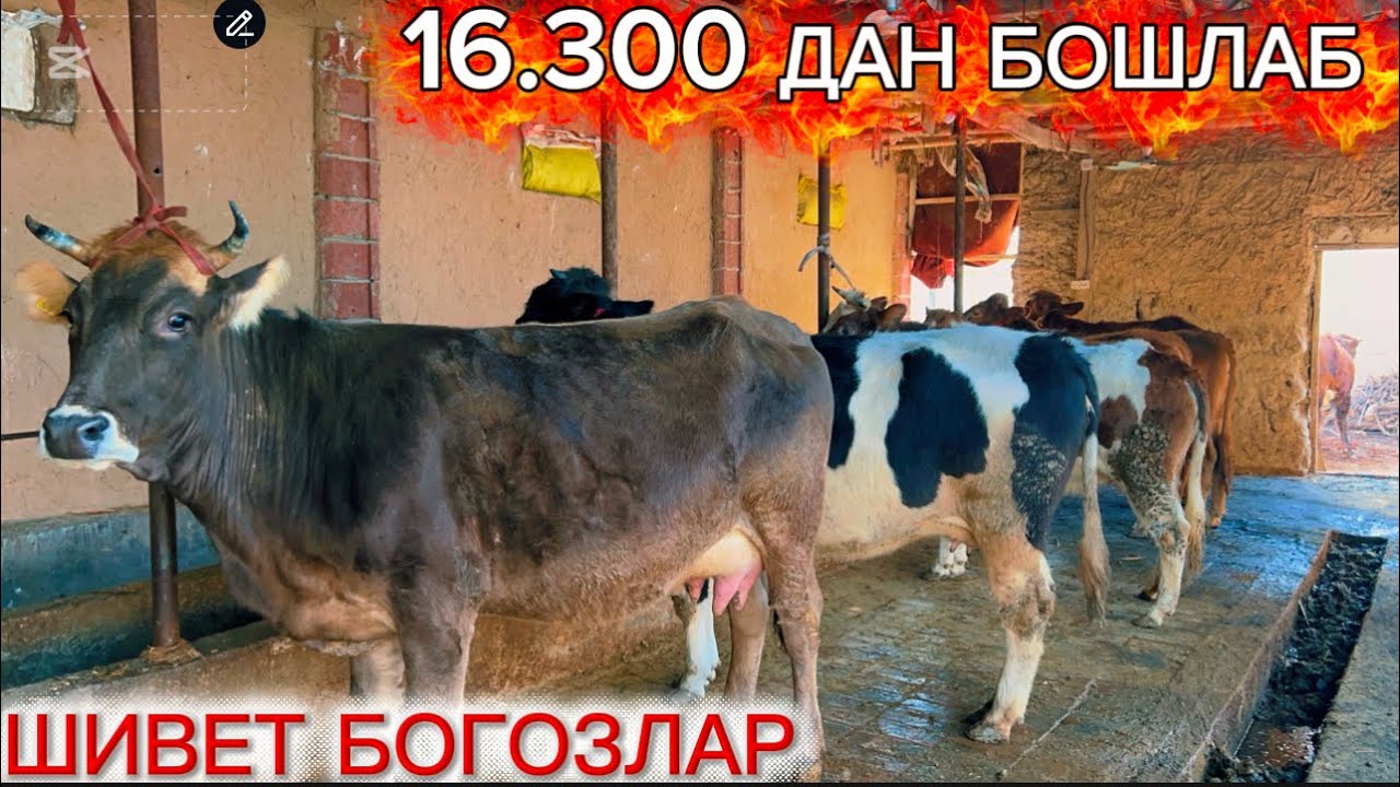 9 ОЙЛИК Бугин эрта тугадигон швет богозлар бугиндан сотувда 2026-02-04