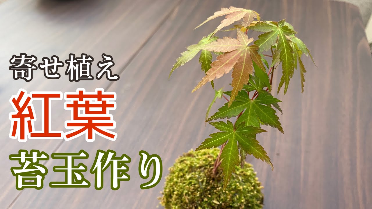 【苔玉の作り方】寄せ植えモミジで苔玉を作る方法を解説