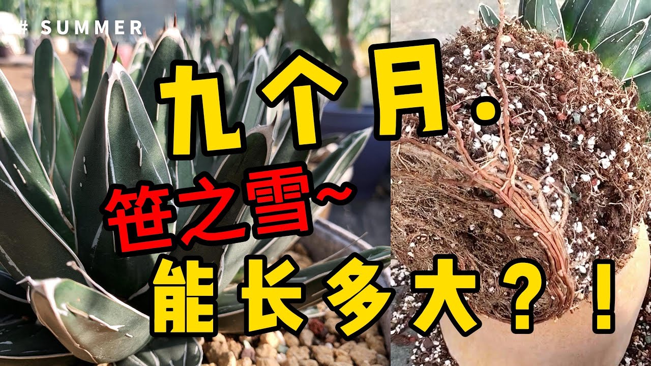 九個月，笹之雪這種大型龍舌蘭能長多大？|荒漠植物|Agave|Vlog 09 笹之雪龍舌蘭換盆記錄