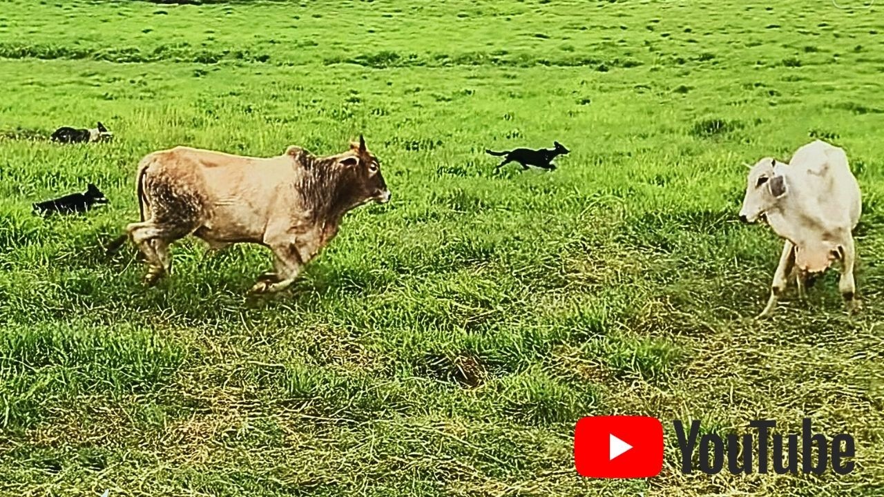CONTROLE, PRECISÃO E EXPERIÊNCIA! 💪 Equipe de Border Collies em Desafio Extremo!