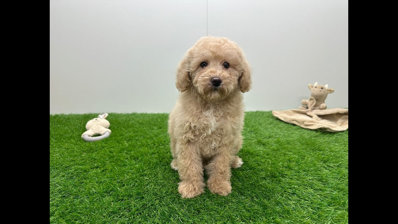 🐶 Poedel 🐶 reu 🐶 PUP ID 002027823 🐶