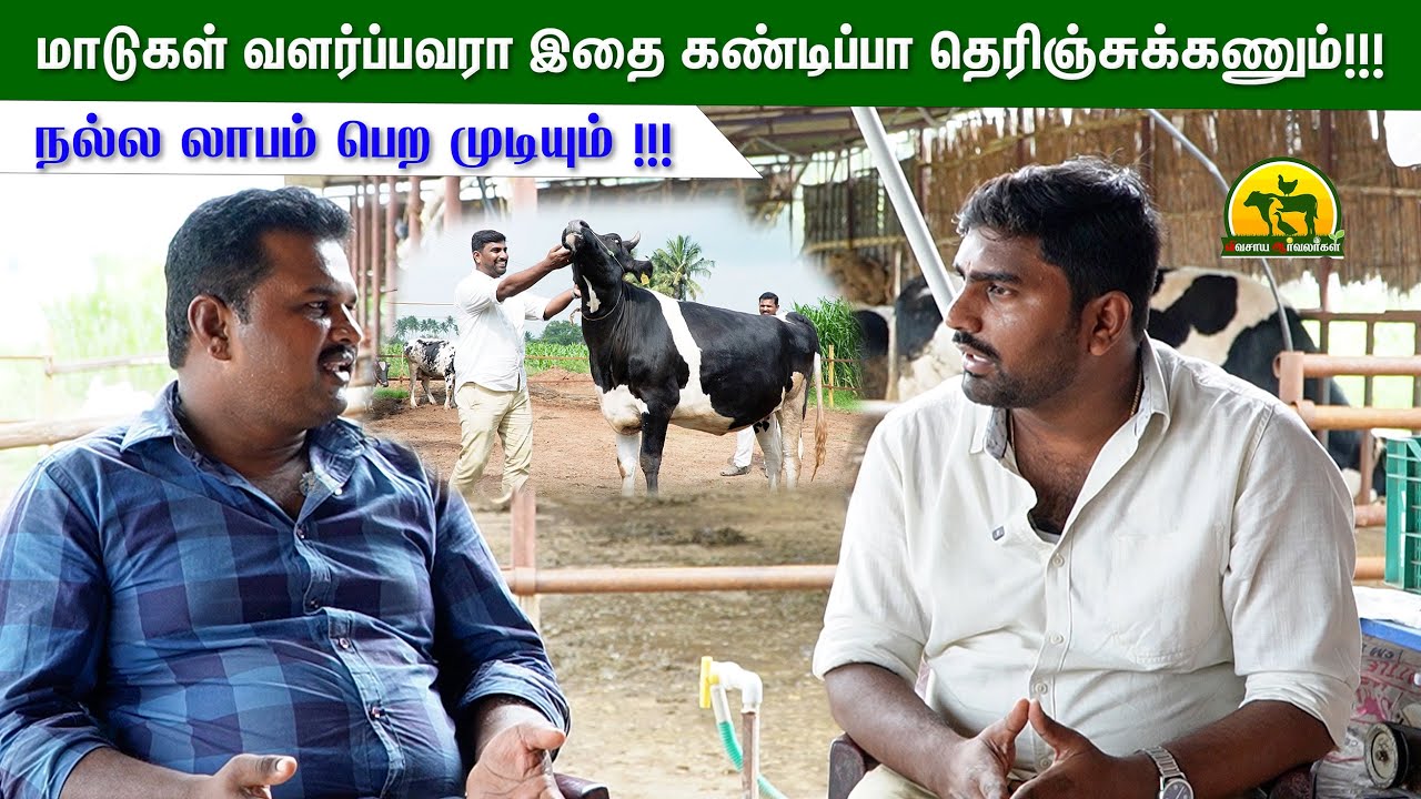 மாடு வளர்ப்பில் தெரியாம போற பெரிய தவறு…லாபத்தை அதிகரிக்கும் Golden Points! | vivasaya arvalargal