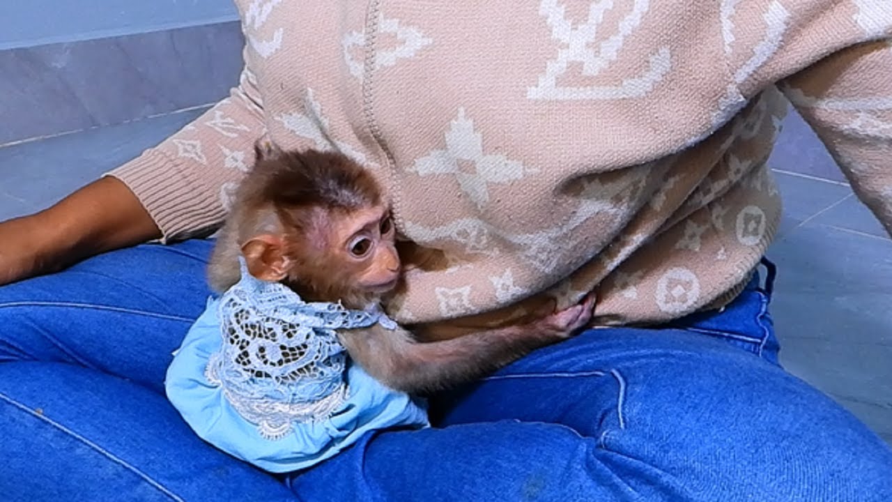 Amazing Monkey- So cute don't want to be away from mom