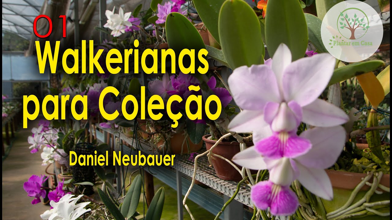Walkerianas Coleção de Qualidade com Daniel Neubauer 01