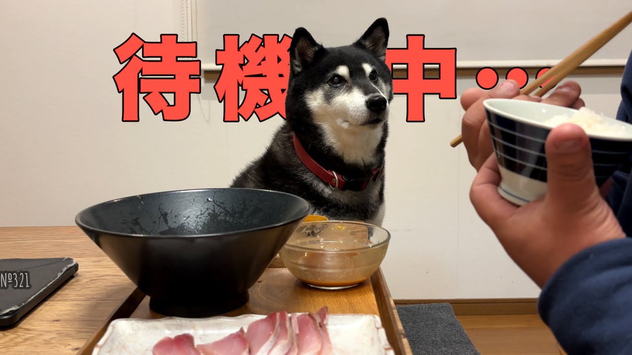 食べたいのをじっと我慢する柴犬が、この後とった行動とは？（№321）