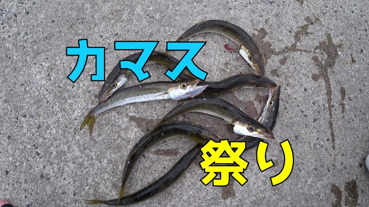 【ジグサビキ】雨上がりの漁港でカマスが爆釣！