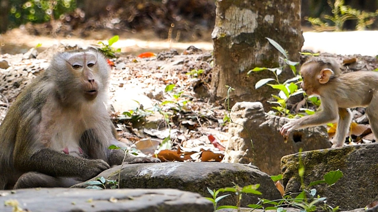 Still forest moments |Monkey Libby lip smacks to baby Rina to express her love