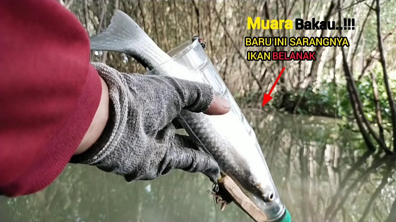 spot di muara bakau bikin menakjubkan|| ikannya bener bener banyak babon belanak nya