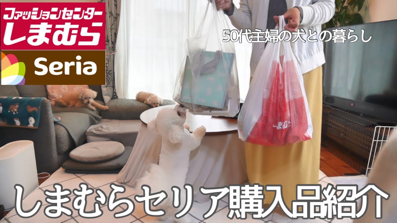 【しまむら・セリア購入品】お弁当作りと犬との暮らし | 愛犬のトリミング | 暮しのvlog | 50代主婦の日常