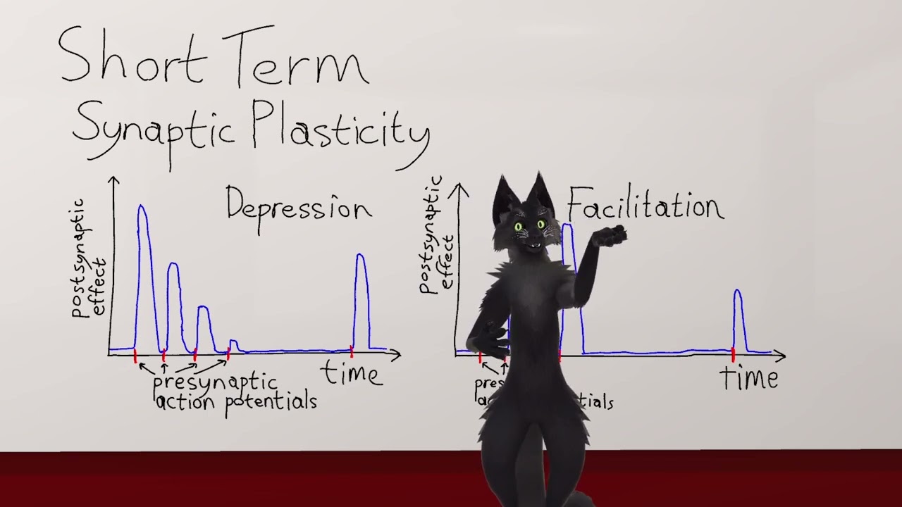 Short Term Synaptic Plasticity