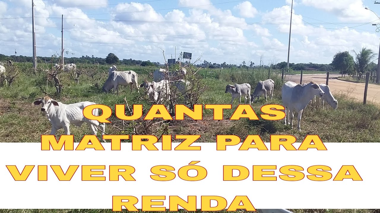 QUANTAS VACAS MATRIZ É NECESSÁRIO PARA VIVER APENAS DESSA RENDA???