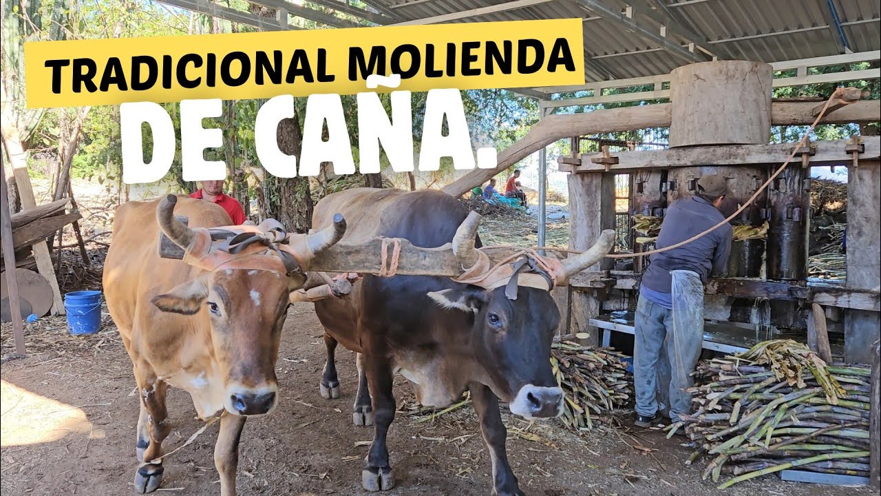 Tradición y Dulzura: Las Moliendas en El Salvador.