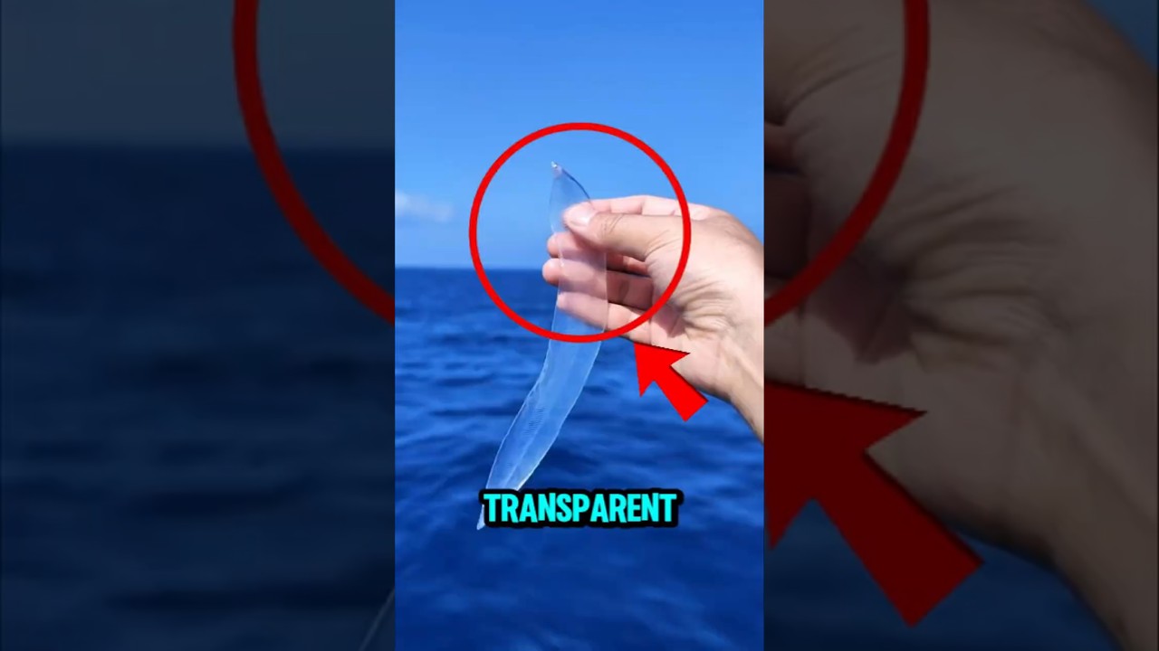 TOP 5 MIND-BENDING INVISIBLE ANIMALS 😱🧠🔍 #InvisibleAnimals #MindBlowingFacts #top5list
