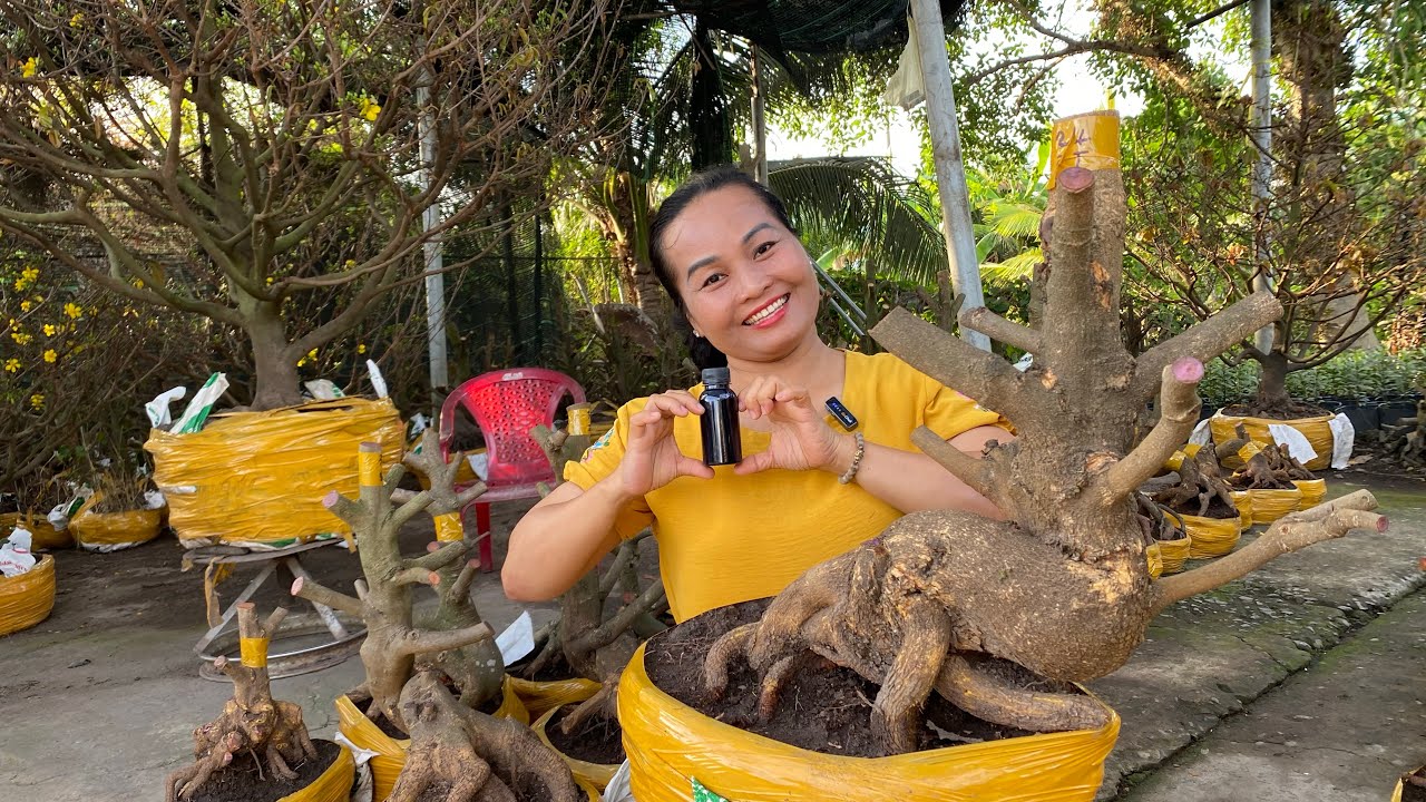 18/02/ ngọc (0907321470) Gl lô mai phôi dảo hạt thủ Đức đế đẹp kính mời ❤️❤️❤️