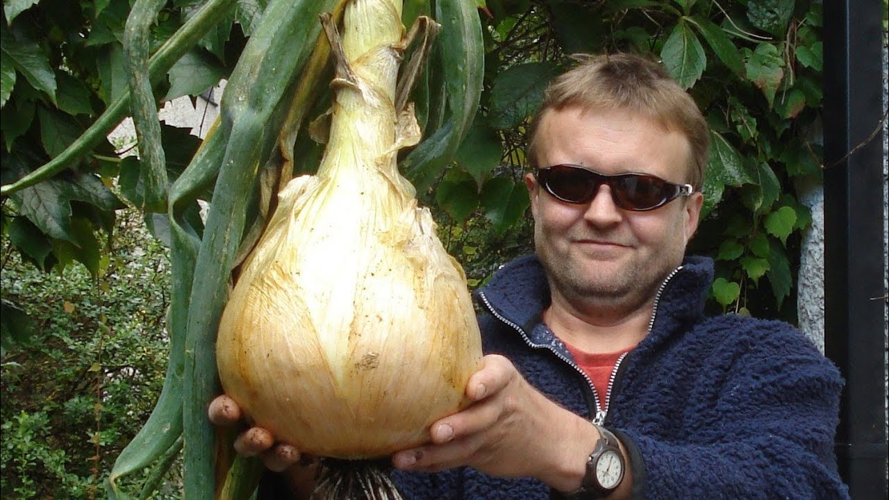Allotment Diary : Planting out the Giant & Exhibition Onions in the Polytunnel