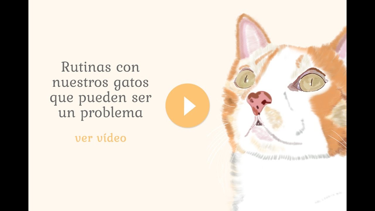 Rutinas con nuestros gatos que pueden ser un problema
