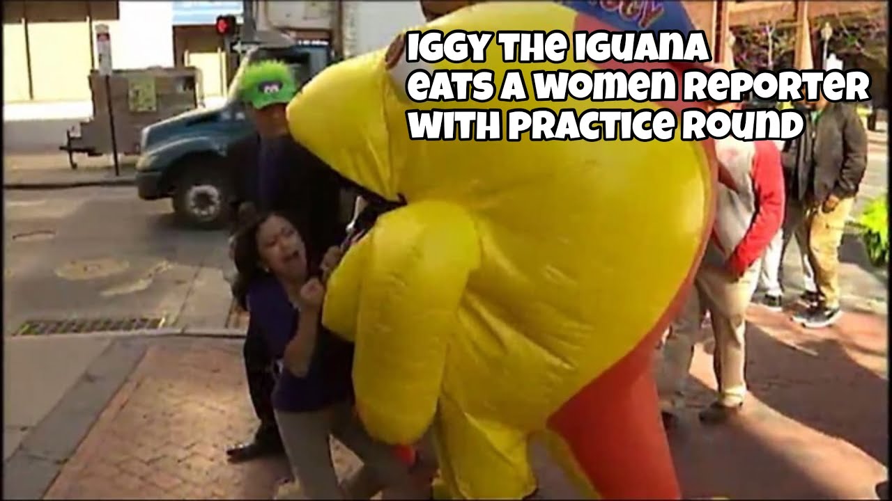 Iggy the Iguana eats a women reporter with practice round 