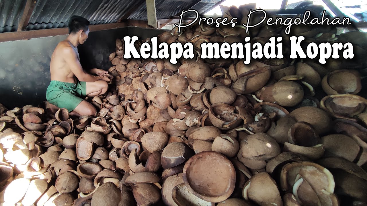 Proses pengolahan kopra