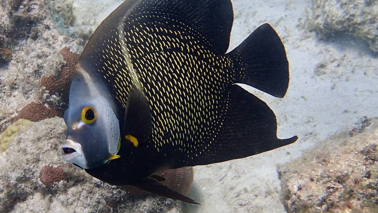Snorkeling in Boca Catalina, Aruba