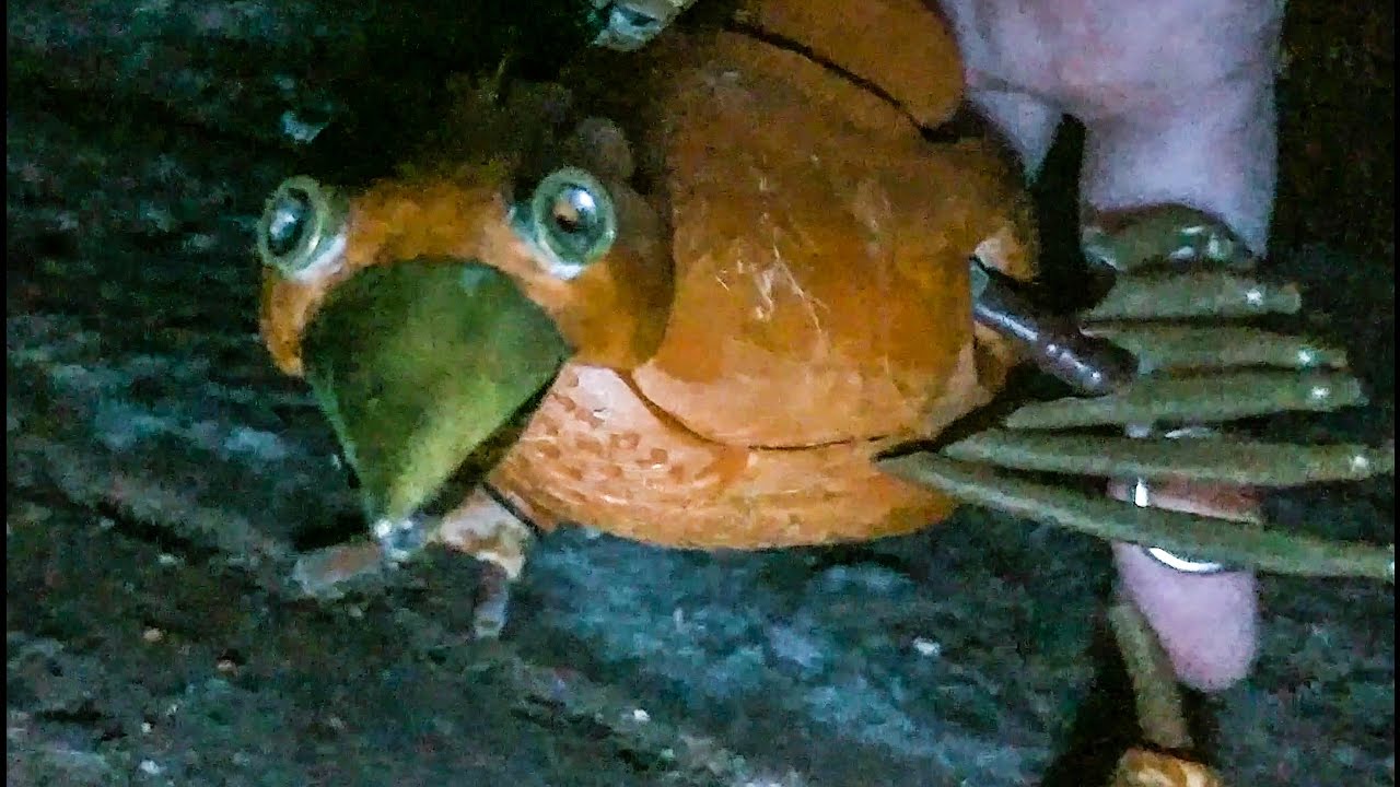 DABCHICK in the CELLAR - (HALLOWEEN SPECIAL)