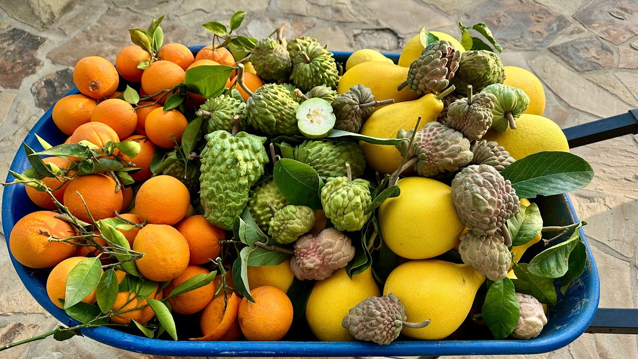 Thu Hoạch Bưởi, Mãng Cầu, Ổi Diamond, Cam. Grapefruit, Atemoya, Diamond Guava, Orange Harvest.