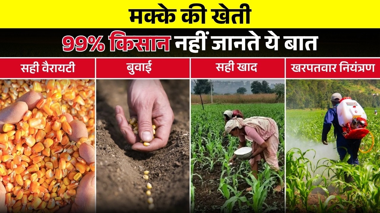 बरसाती मक्का की खेती में 5 SIMPLE TRICKS जो आपको करोड़पति बना सकते हैं