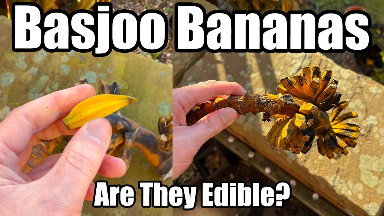 Какой вкус у бананов сорта Musa Basjoo?