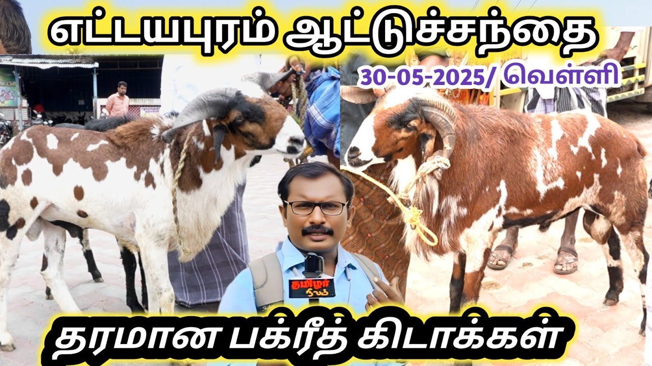 30-05-2025/ எட்டையாபுரம் வெள்ளிக்கிழமை ஆட்டுச் சந்தை தூத்துக்குடி