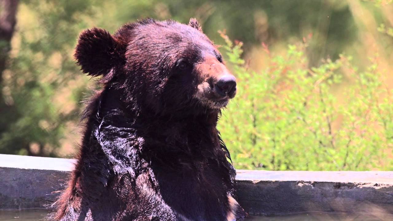 20 rescued bears now live in our sanctuary in Pakistan